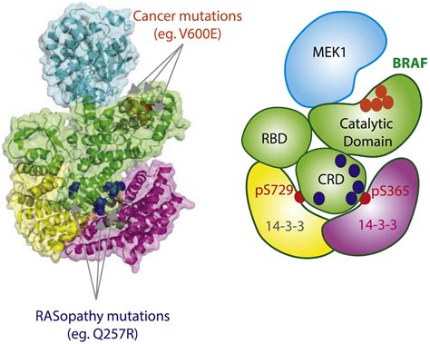 RASopathy Mutations Open New Insights Into The Mechanism Of BRAF