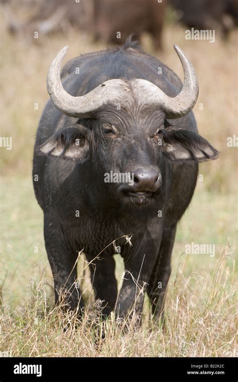 African Buffalo Kenya Africa Stock Photo Alamy