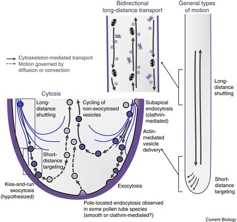 Cytoskeletal Regulation Of Primary Plant Cell Wall Assembly Current