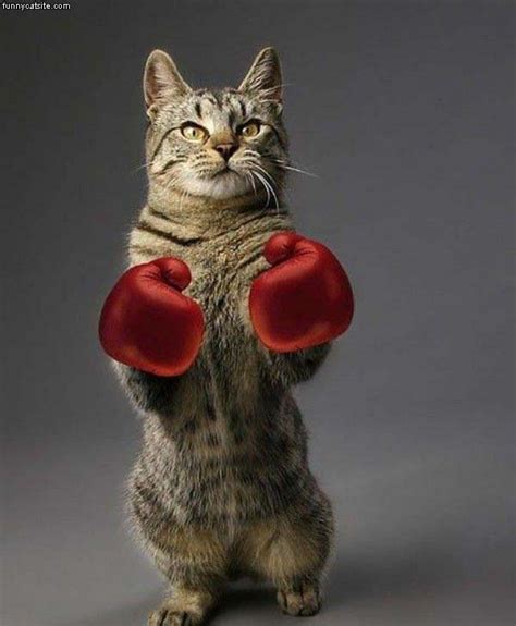 Boxing Cat