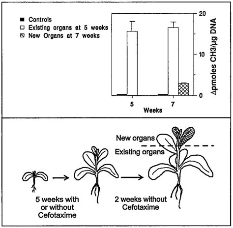 Stability Of Dna Hypermethylation Upon Removal Of The Antibiotic Lower