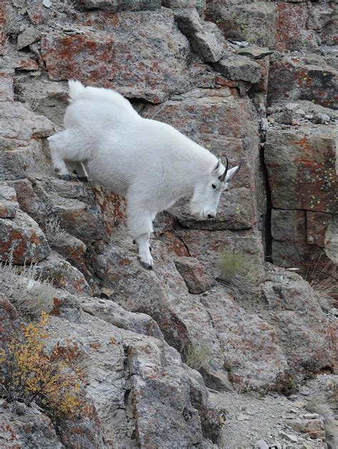 Mountain Goat On Cliff