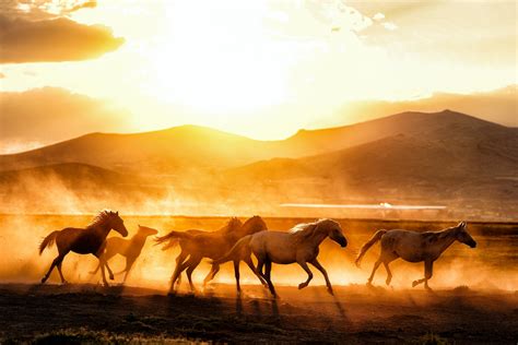 Herd of Horses Running on Field on Sunset · Free Stock Photo