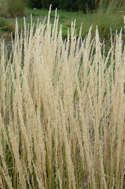 Karl Foerster Reed Grass Calamagrostis X Acutiflora Karl Foerster