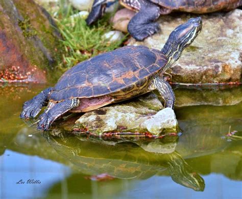 Full Grown Red Eared Slider Turtle