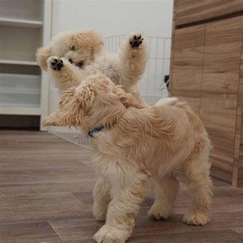 飛びつき、かみつきで飼い主を困らせたポメプー 無尽蔵の体力が才能として花開く 犬・猫との幸せな暮らしのためのペット情報サイト「sippo」