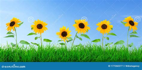 Meadow with sunflowers stock image. Image of environment - 177260377