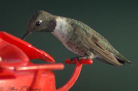 Black-chinned Hummingbird