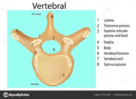 Anatomía De La Columna Vertebral Vertebra Stock Vector By ©sakurra