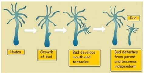 What Is Budding Process Examples Types Of Budding 56 Off