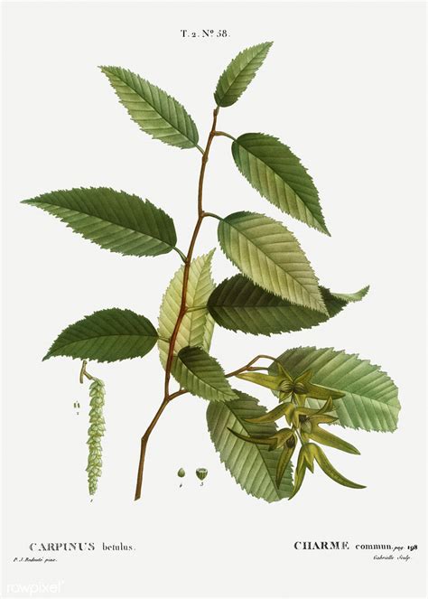 Common Hornbeam Carpinus Betulus Illustration From Traité Des A Photo On Flickriver