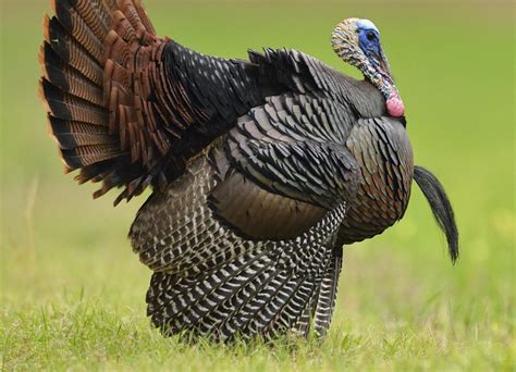 Strutting Wild Turkey Wallpapers Top Free Strutting Wild Turkey