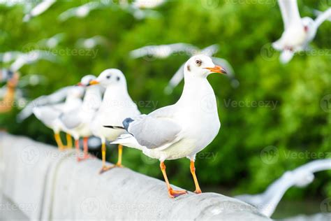 Flock of seagulls in nature 7992553 Stock Photo at Vecteezy