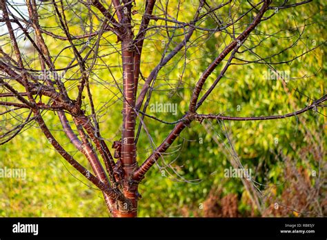 Close Up Image Of Prunus Serrula Also Called Birch Bark Cherry