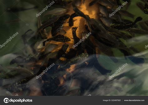 Human Hand Covered Peeling Fish Vouliagmeni Thermal Lake Greece Stock ...