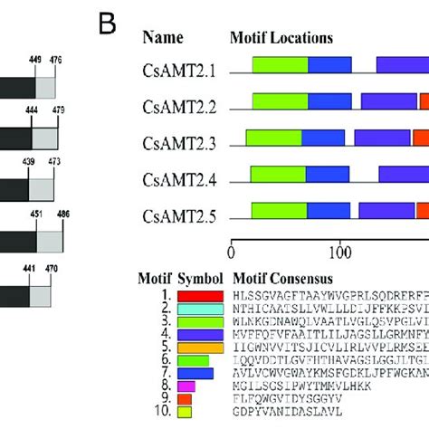 Predicted Distribution Of Conserved Domains And Motifs Of CsAMT2