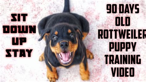 90 Days Old Rottweiler Puppy Training Video Youtube