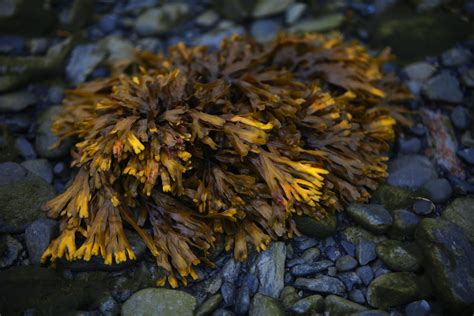 Vitamins Minerals And Seaweed Everything You Need To Know