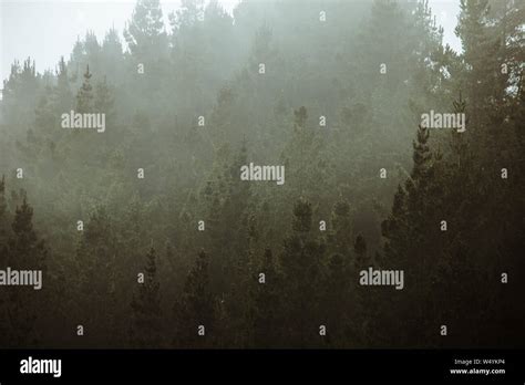 Forest with fog, foggy trees landscape in woods,dark spooky halloween background,tree surrounded ...