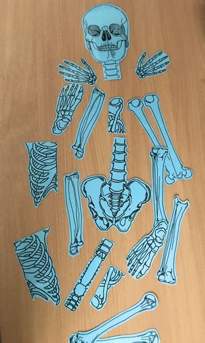 Skeleton jigsaw puzzle diagram | Teaching Resources