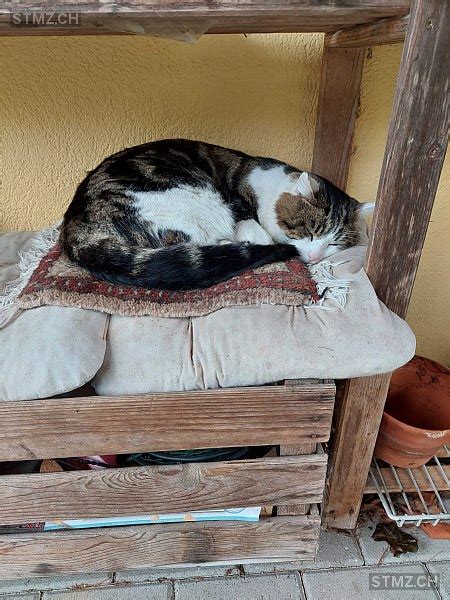 Meldung Nr Vermisst Katze In Rutschwil D Gerlen