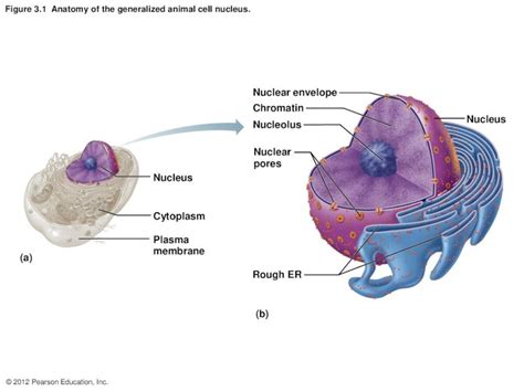 Pdf Nuclear Envelope Nucleolus Nucleus 3 Diagramspdf · Nucleus Nuclear Envelope Chromatin