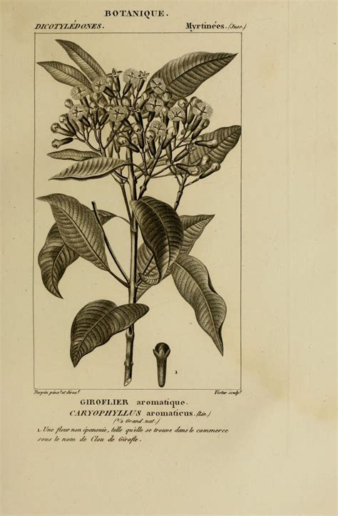 Plantes Gravures De Plantes 075 Myrtinees Giroflier Aromatique