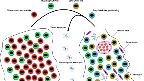 Understanding The Relationship Between Tumor Cells And Normal Granule