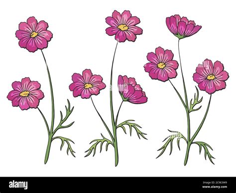 Cosmos Flower Vector Stock Vector Images Alamy