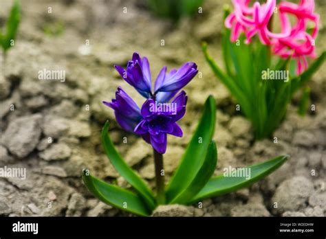 Jacinth flower hi-res stock photography and images - Alamy