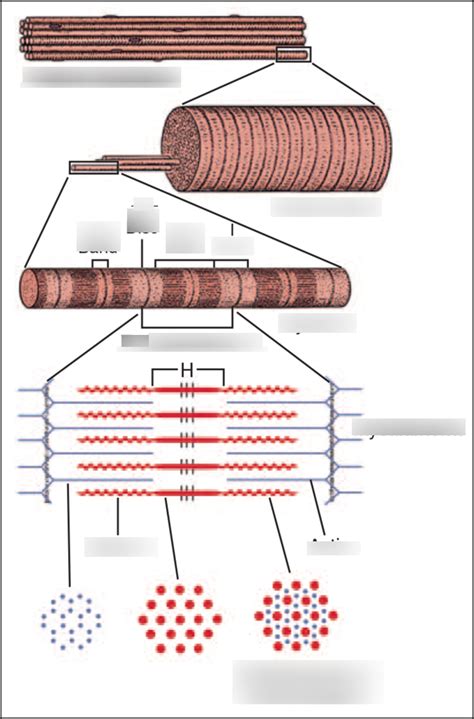 Sarcomere Diagram Diagram Quizlet