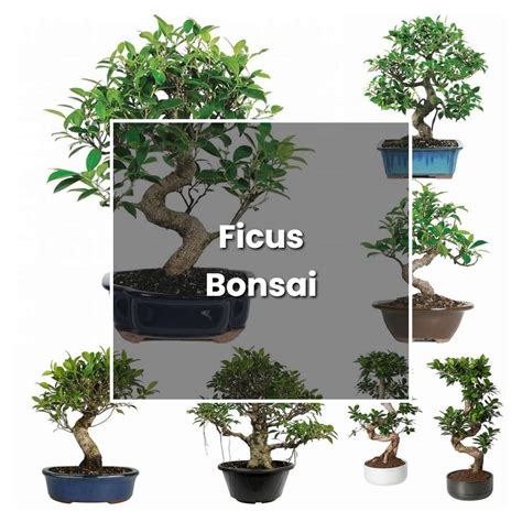 How To Grow Ficus Bonsai Plant Care And Tips Norwichgardener