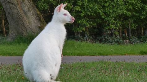 Wallaby Spotted Hopping Along West Sussex Roadside Bbc News