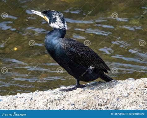 Japanese Cormorant Resting On River Cement Slab 5 Stock Photo Image