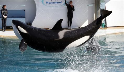 Marineland dAntibes nouveau décès dune orque le deuxième en cinq mois