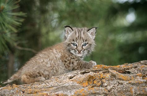 Baby Bobcat Photograph by M. Watson - Pixels