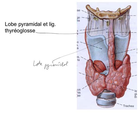 cours 1 anatomie du système endocrinien Cartes Quizlet