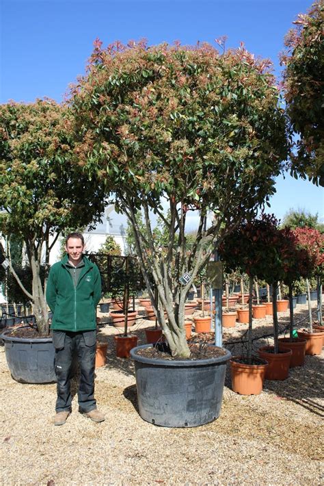 Photinia Red Robin Multi Stem Shrub Olive Grove Oundle