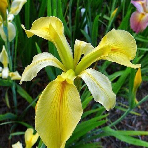 Iris Louisiana ‘dixie Deb Kiefer Nursery Trees Shrubs Perennials