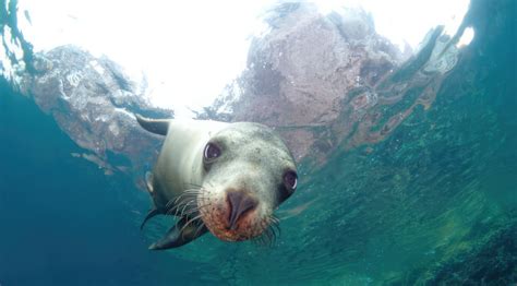 Espiritu Santo Sea Lion Snorkeling Funcabo