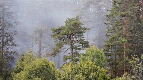 Räddningstjänsten Varnar Risken För Skogsbrand Mycket Stor P4