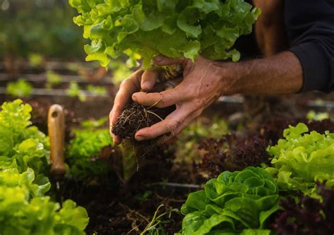 Calendario de siembra de diciembre qué plantar y qué labores tocan en