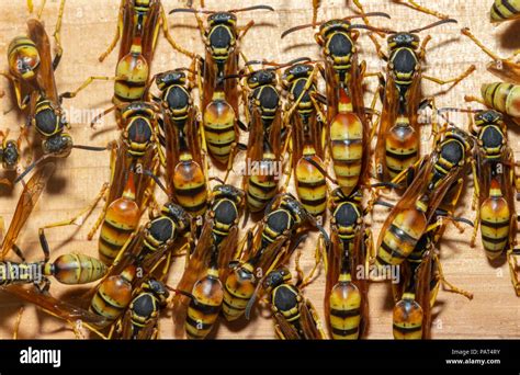 Close Up Detail Of Western Paper Wasps Gathering Around Nest On