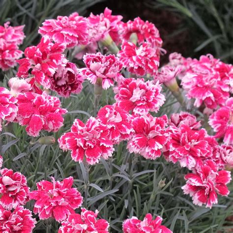 Dianthus Gratianopolitanus Whatfield Gem Œillet Nain à Fleurs Doubles