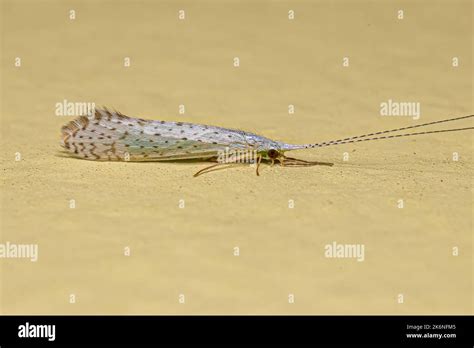 Adult Caddisfly Insect Of The Genus Nectopsyche Stock Photo Alamy