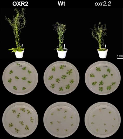 Arabidopsis Thaliana Plants IMAGE EurekAlert Science News Releases