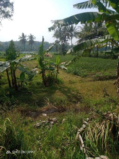 Kode Tp Lahan Pekarangan Menarik Di Panjatan Kulonprogo Yogyaka