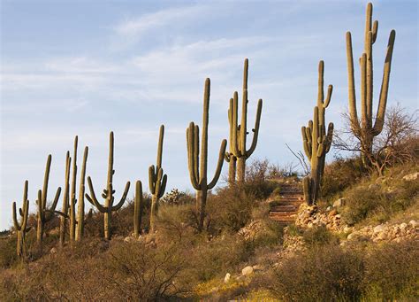 Saguaro Cactus at Sunset Photograph by Elvira Butler - Fine Art America