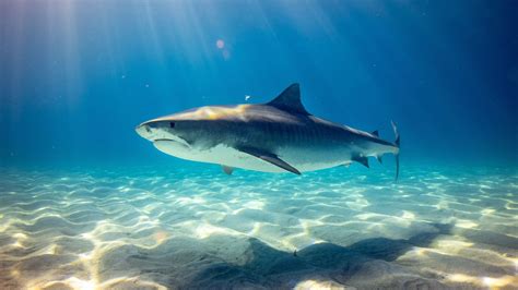Happy Sharks, Rays, and Sea Cucumbers as Madagascar Strives for More ...