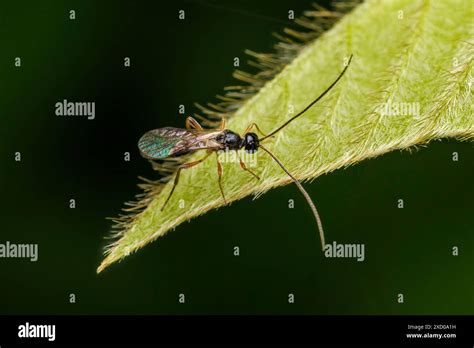 Braconid Wasp Braconidae Female Stock Photo Alamy